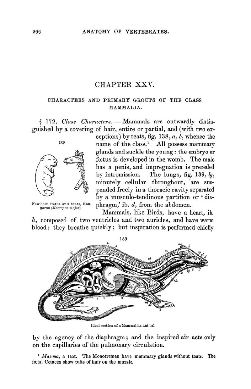 CHARACTERS AND PRIMARY GROUPS OF THE CLASS MAMMALIA (CHAPTER XXV) - On the  Anatomy of Vertebrates