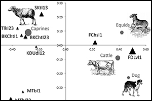 Animal exploitation in the oases: an archaeozoological review of Iron ...