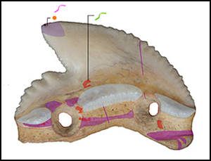 Shark-tooth artefacts from middle Holocene Sulawesi | Antiquity