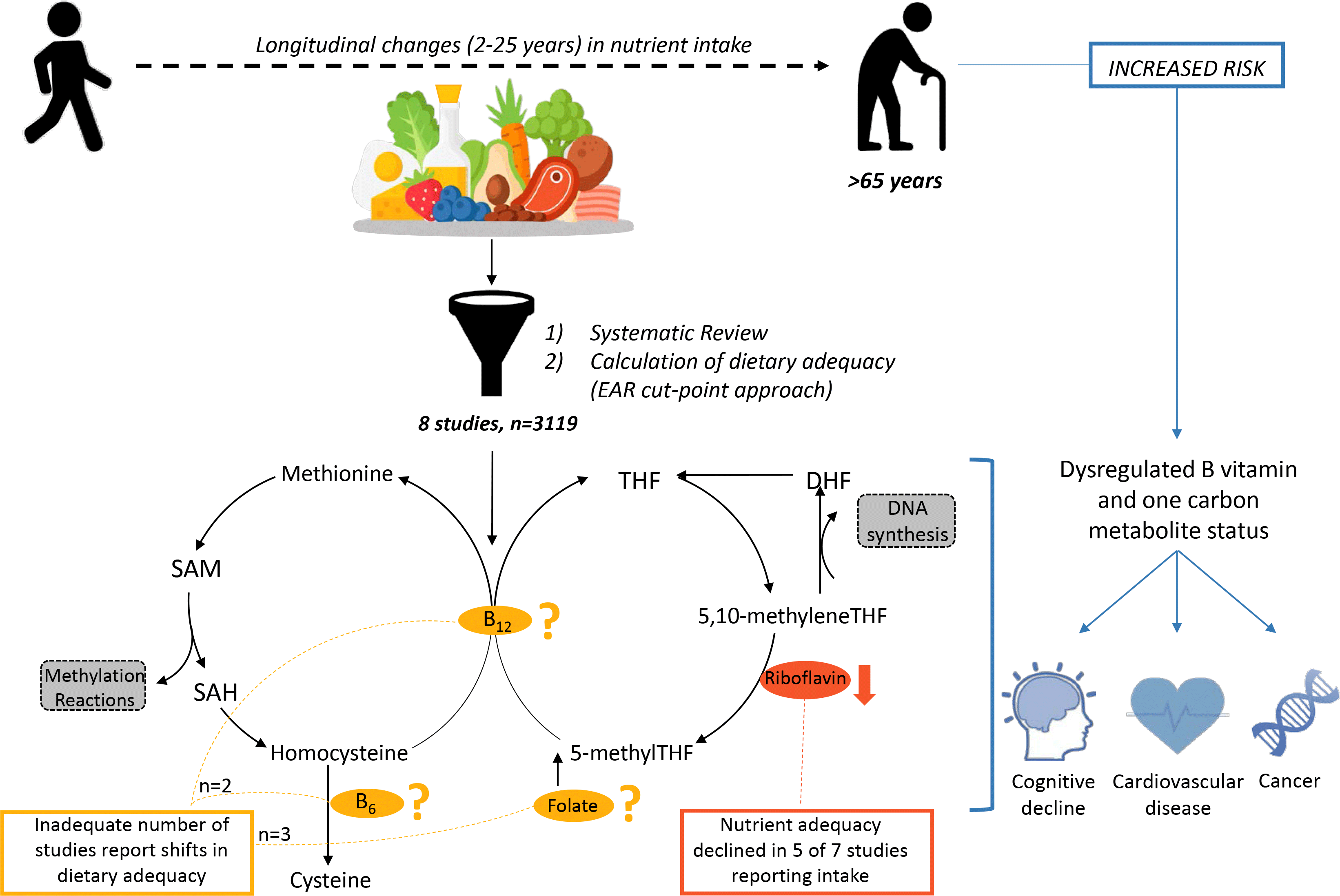 Exploring Trajectories In Dietary Adequacy Of The B Vitamins Folate ...