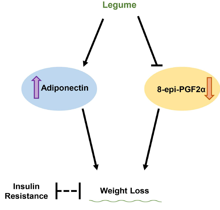 What is the clinical 2025 usefulness of measuring serum adiponectin