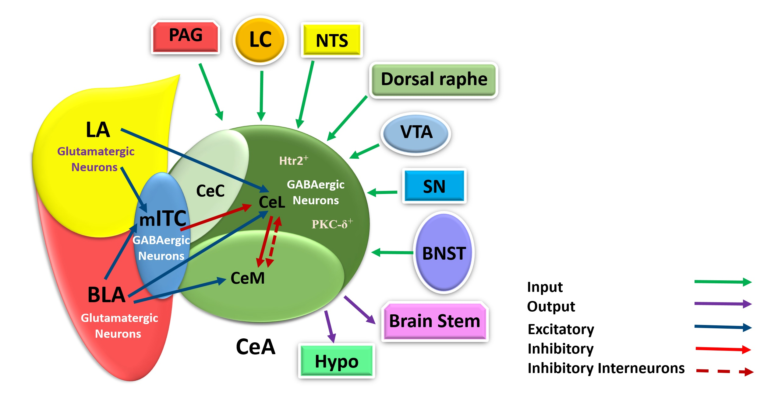 overview-of-the-central-amygdala-role-in-feeding-behaviour-british