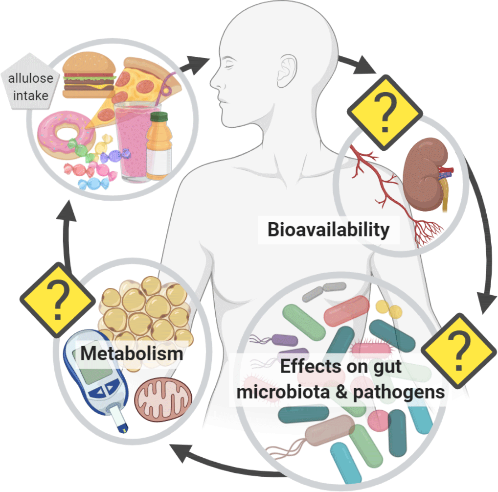 Allulose in human diet the knowns and the unknowns British