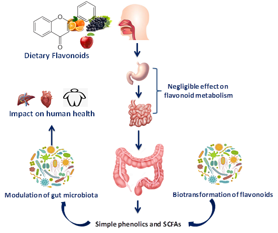 Flavonoids and gut health