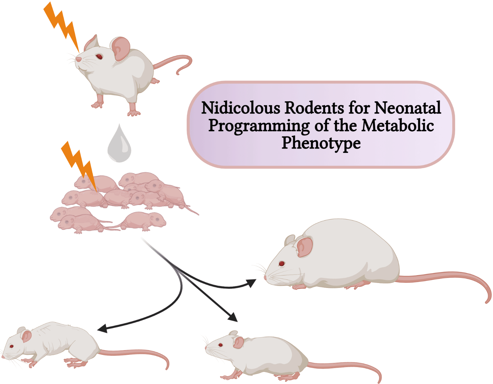 Rodent models of metabolic disorders considerations for use in