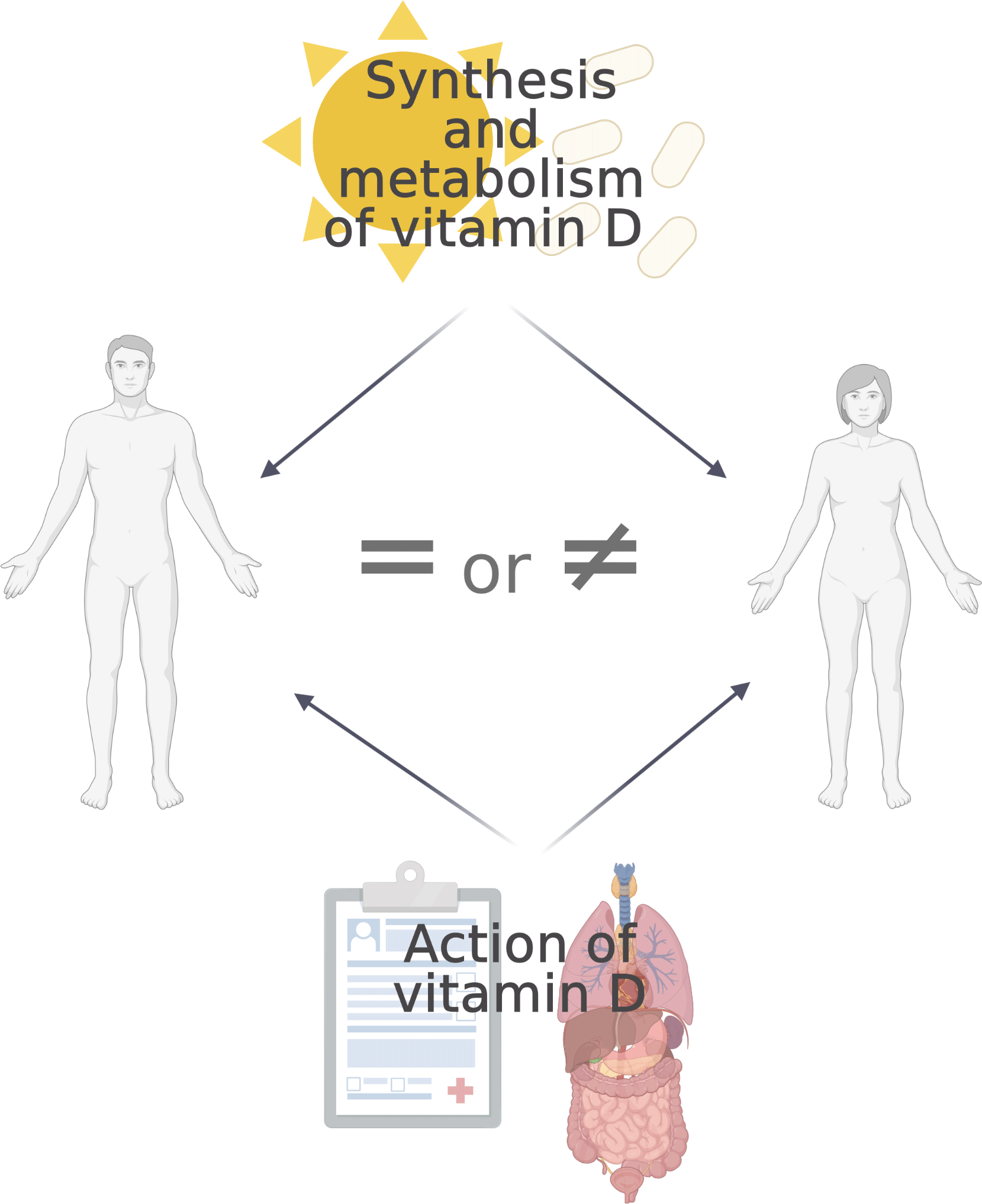 Sex differences in vitamin D metabolism, serum levels and action