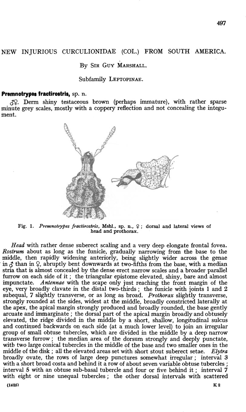 New injurious Curculionidae (Col.) from South America | Bulletin of ...