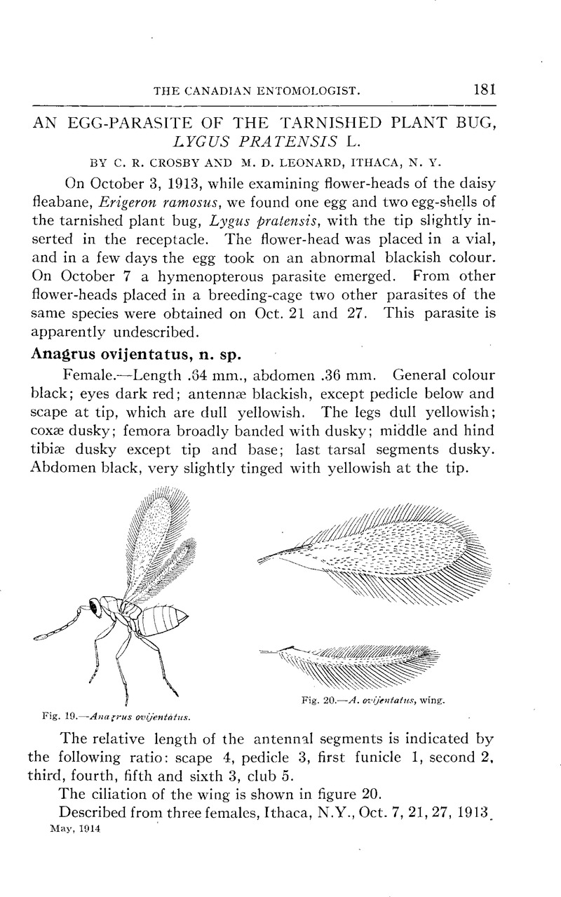 AN EGG-PARASITE OF THE TARNISHED PLANT BUG, LYGUS PRATENSIS L | The ...
