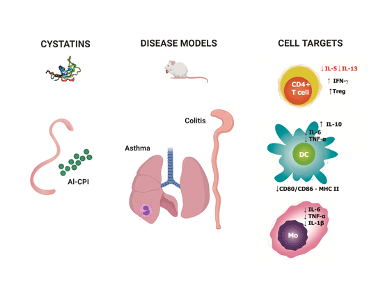 Immunological Underpinnings Of Ascaris Infection 41 Off 4017