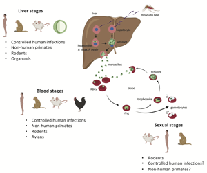 Current status of experimental models for the study of malaria