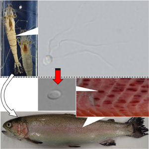 Molecular and morphological description of a novel microsporidian