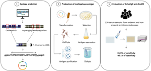 Development and evaluation of an indirect ELISA using a multiepitope ...