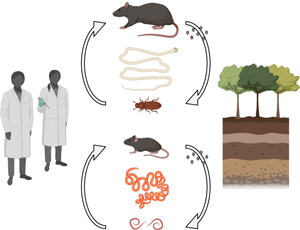 Model worms: knowledge gains and risks associated with the use of model ...