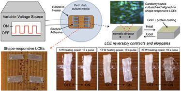 Stimuli-responsive Liquid Crystal Elastomers For Dynamic Cell Culture ...