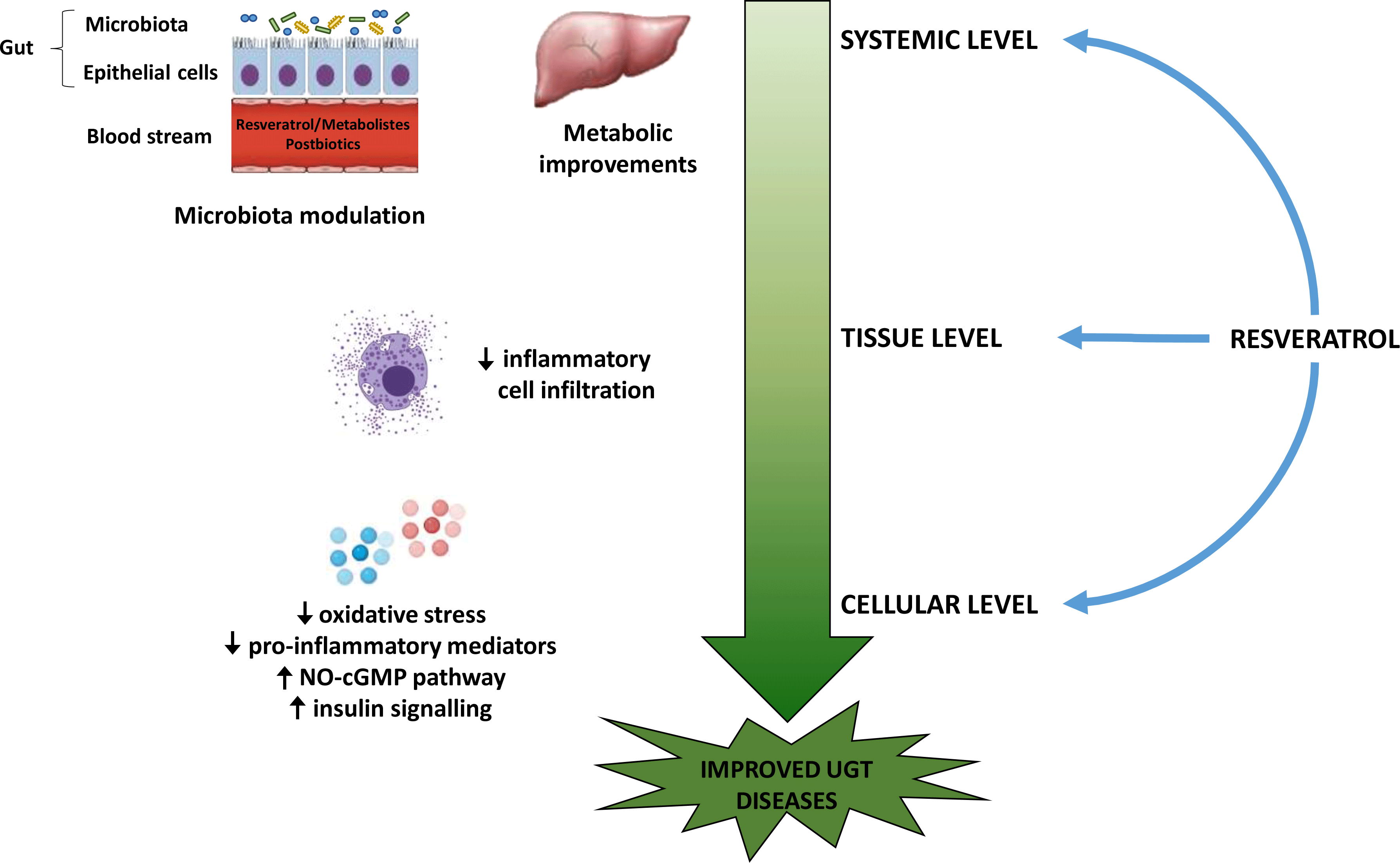 Efficacy of resveratrol in male urogenital tract dysfunctions an