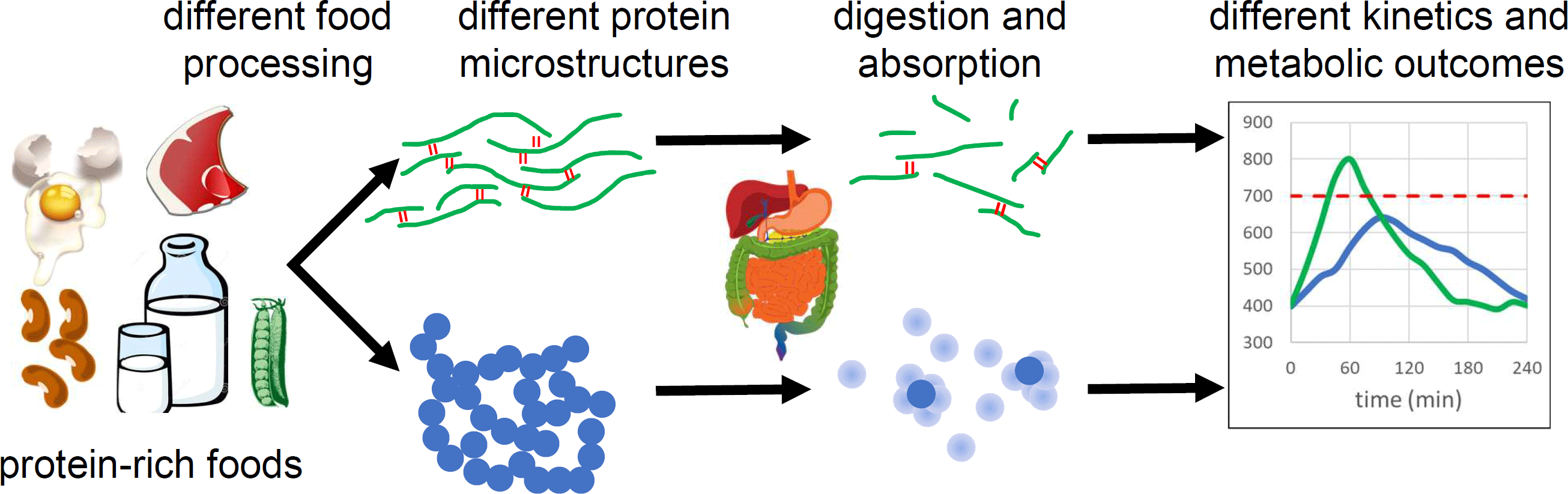 Protein digestion and absorption the influence of food processing