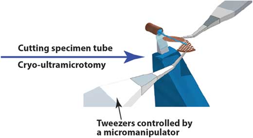 Cryo Ultramicrotomy Of Complex Molecular Fluids Microscopy Today