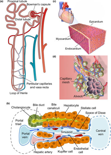 Tissue engineering toward organ-specific regeneration and disease ...