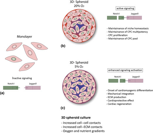 Spheroid three-dimensional culture enhances Notch signaling in cardiac ...