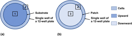 Zinc oxide nanorod array as an inhibitory biointerface | MRS ...
