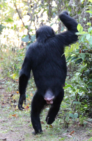 Chimpanzee Reproductive Organs