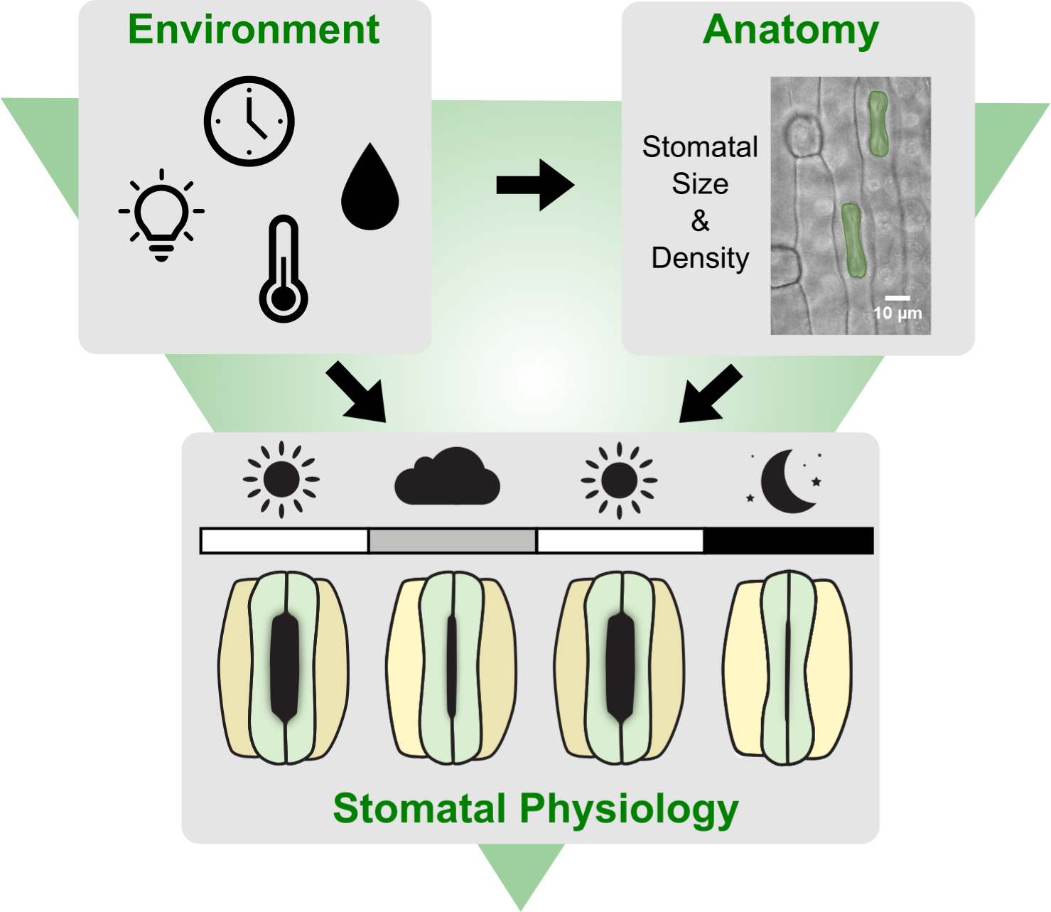 Quantitative effects of environmental variation on stomatal