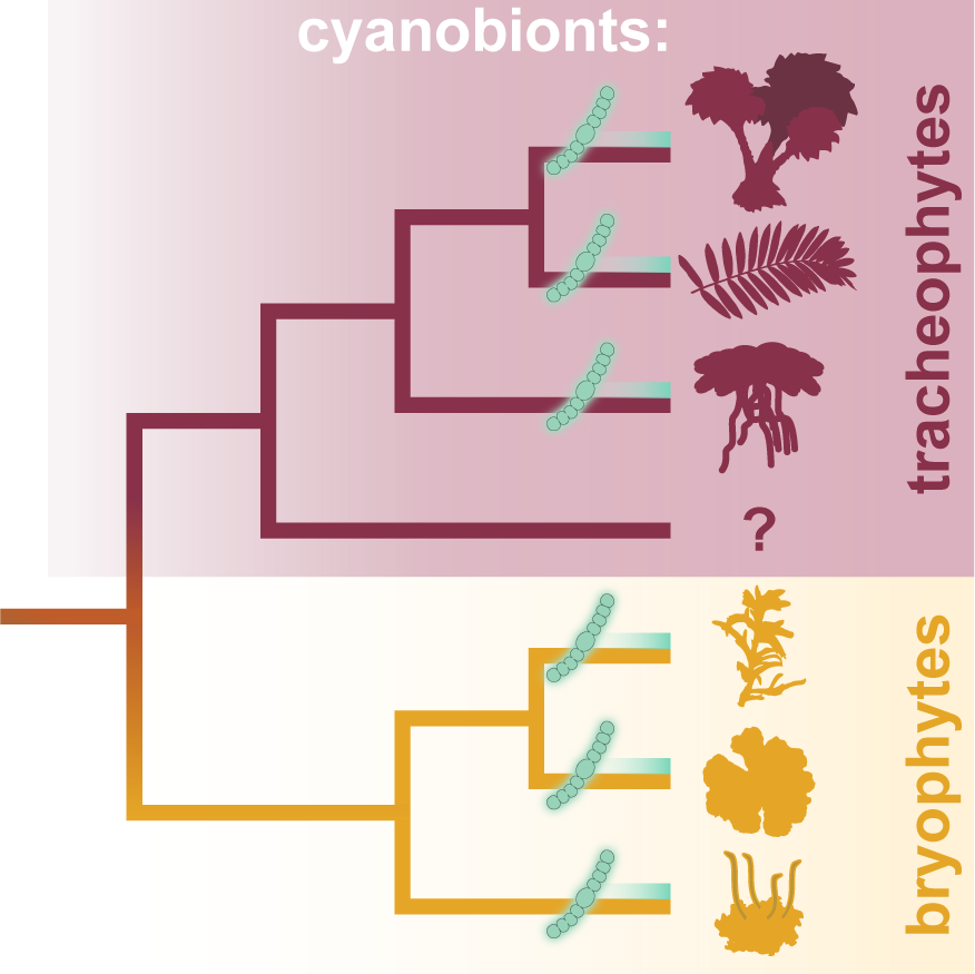 Evolutionary Genomic Insights Into Cyanobacterial Symbioses In Plants ...