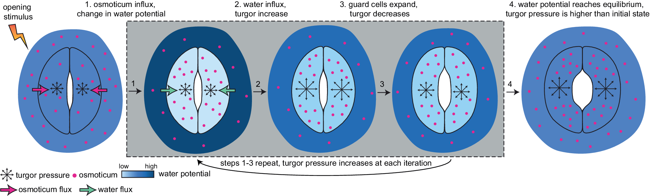 turgor-pressure-change-in-stomatal-guard-cells-arises-from-interactions