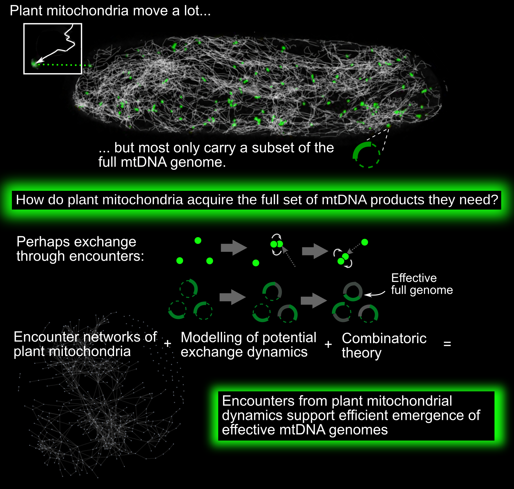 Exchange on dynamic encounter networks allows plant mitochondria to collect  complete sets of mitochondrial DNA products despite their incomplete  genomes | Quantitative Plant Biology | Cambridge Core