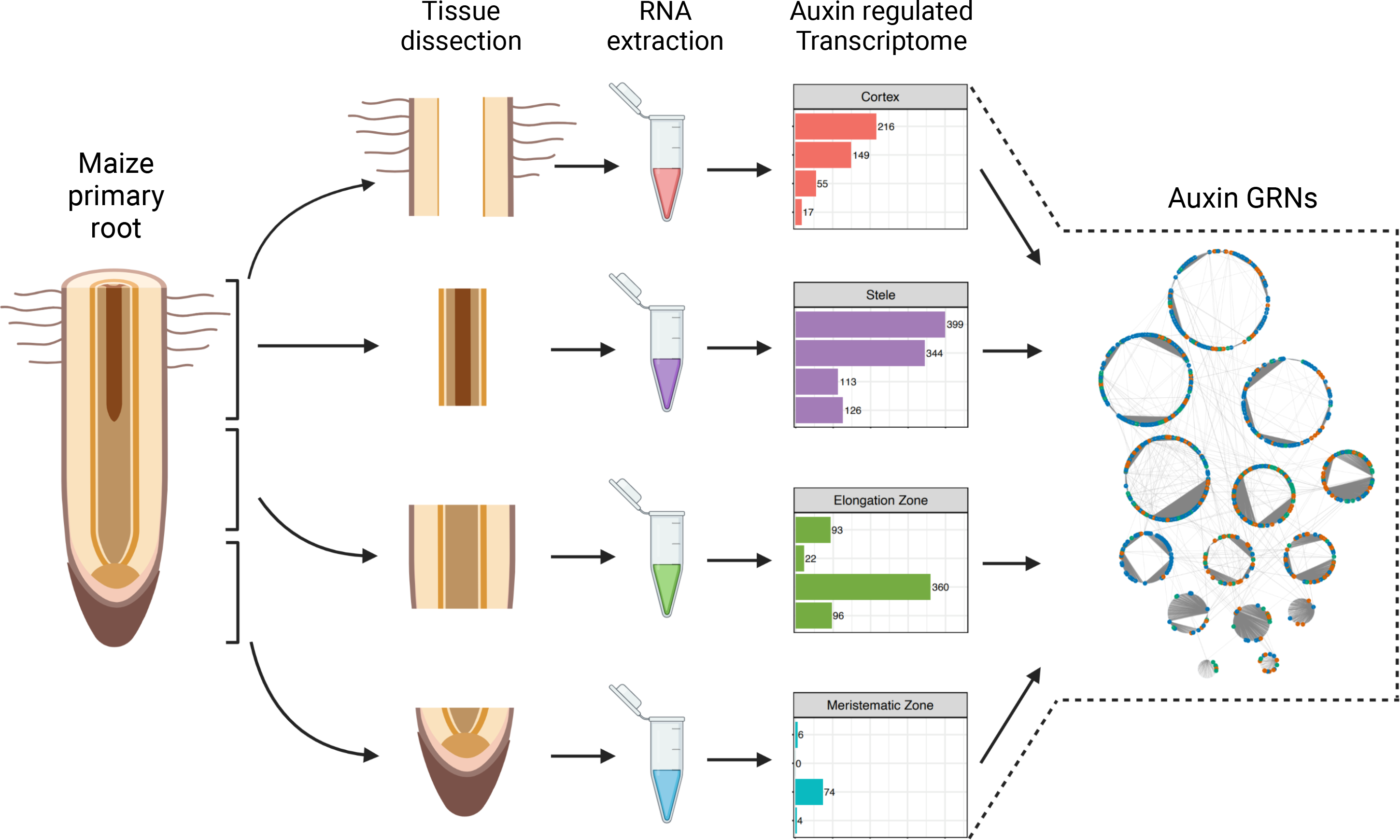 Temporal and spatial auxin responsive networks in maize primary