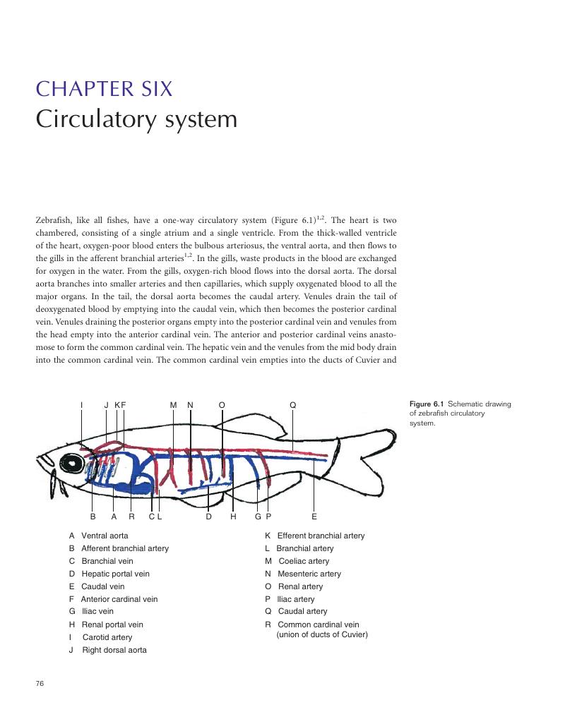 Circulatory system Chapter 6 The Zebrafish