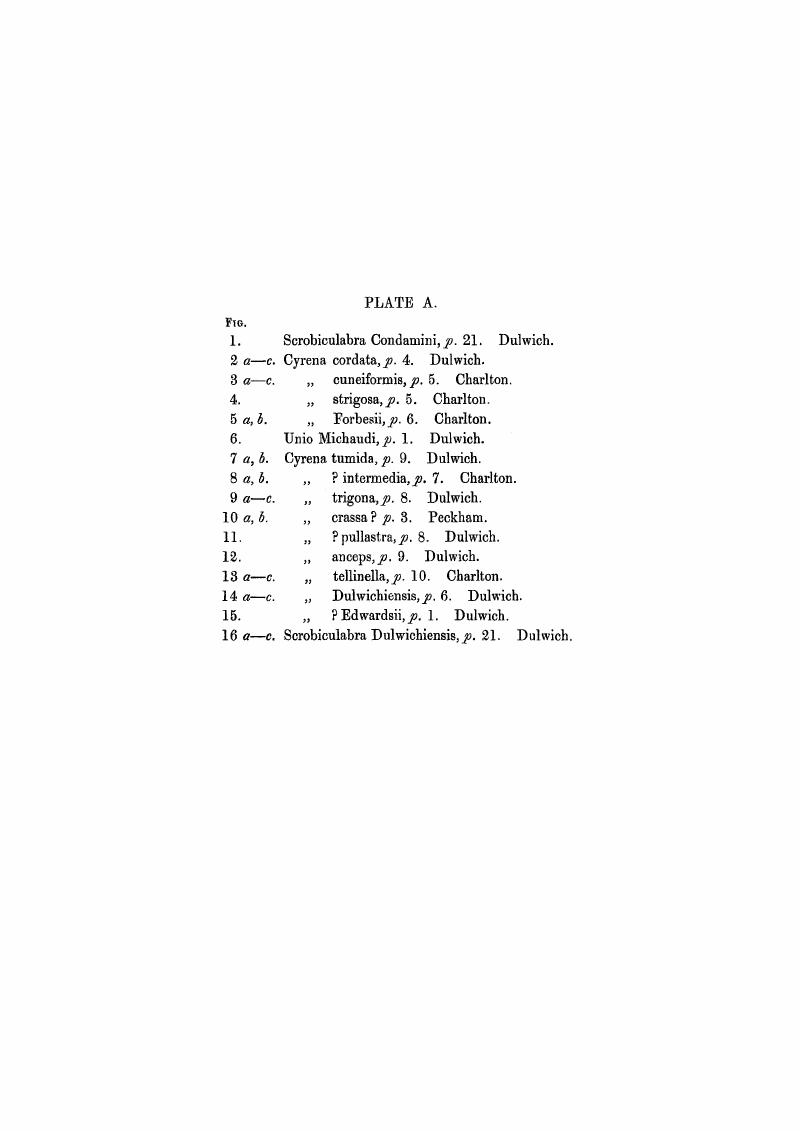 Plate Section - A Monograph Of The Eocene Mollusca Of England