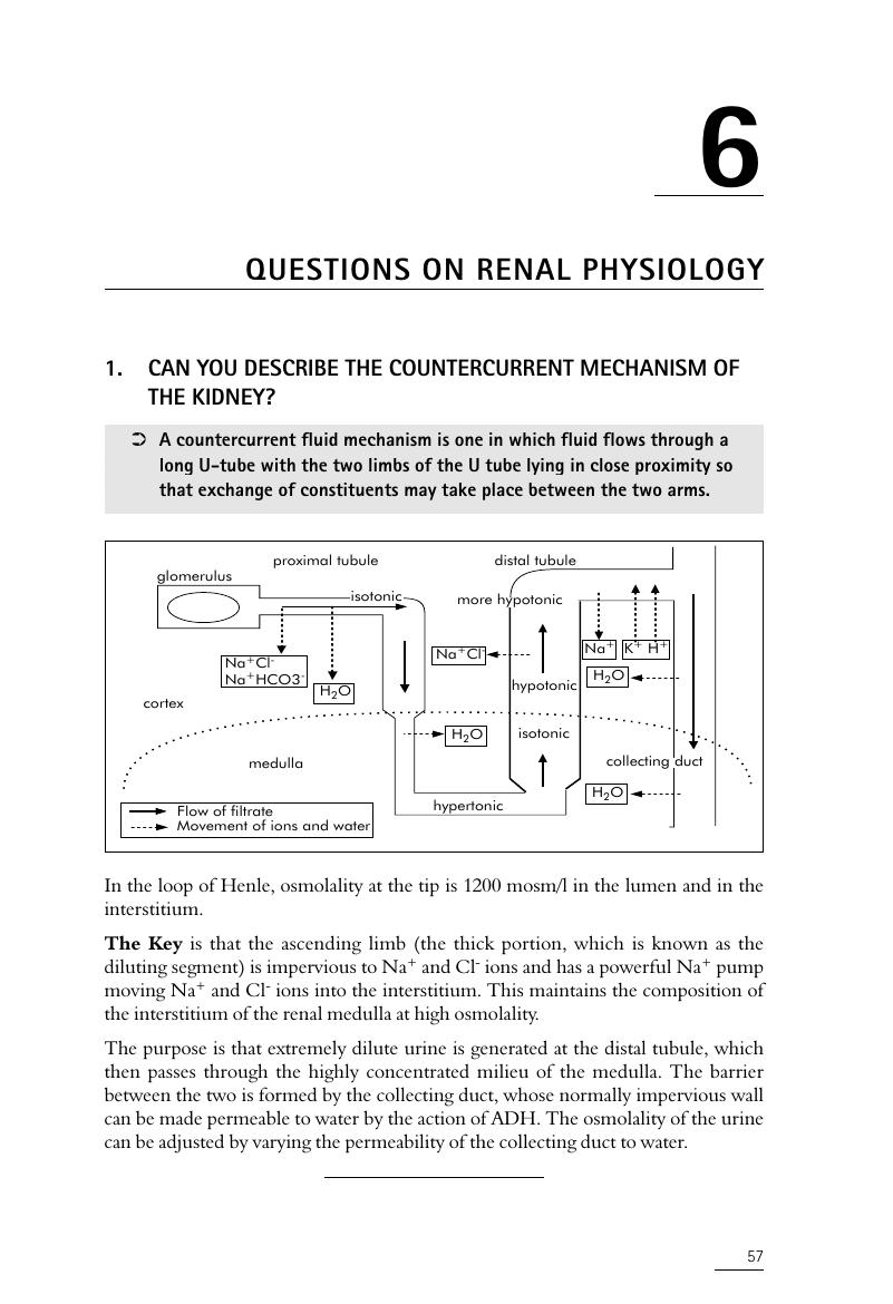 essay questions on renal physiology