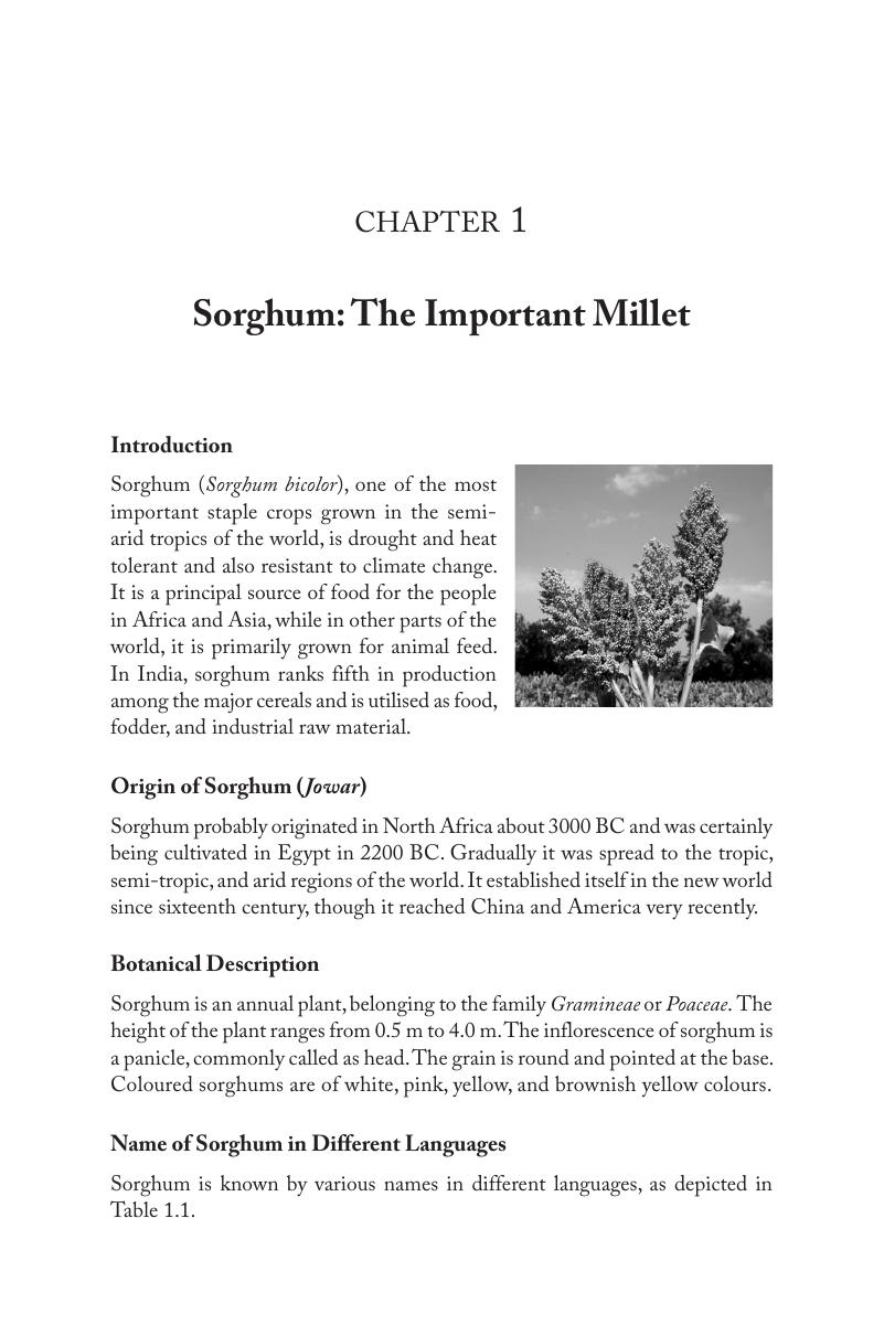 thesis on sorghum pdf