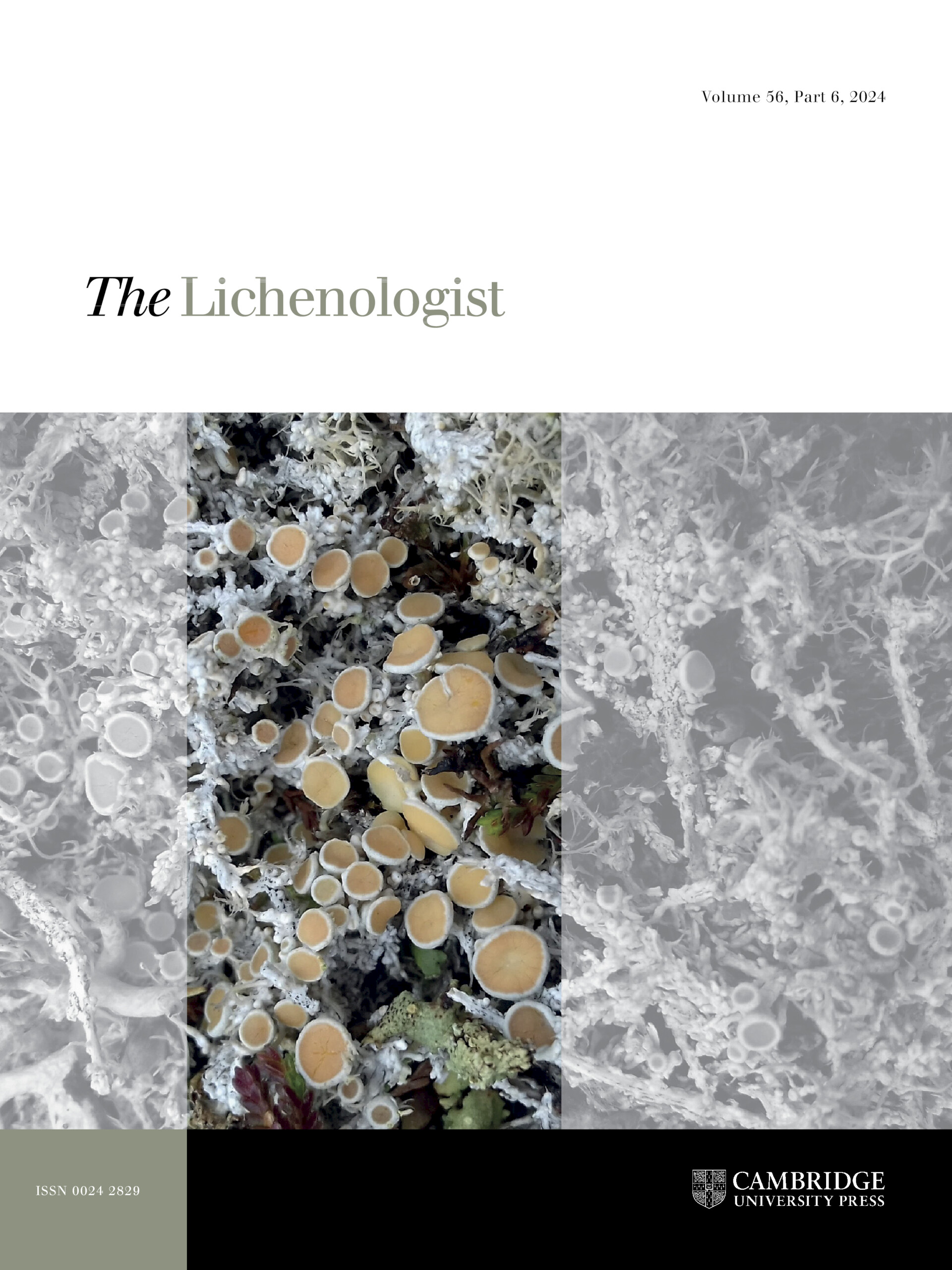 A taxonomic reassessment of the genus Sticta (lichenized Ascomycota:  Peltigeraceae) in the Hawaiian archipelago, The Lichenologist